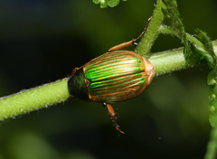 Anomala aulacoides