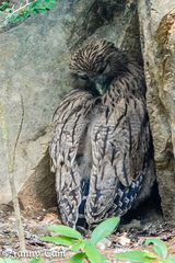 Ketupa zeylonensis