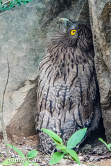 Ketupa zeylonensis
