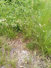Silene italica