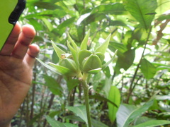 Toxosiphon lindenii