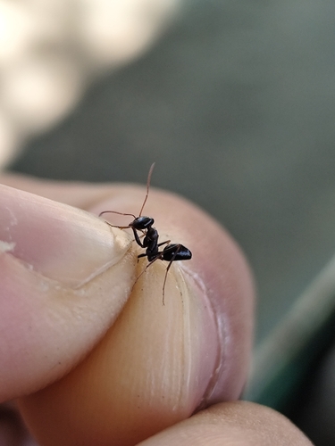 Cataglyphis albicans