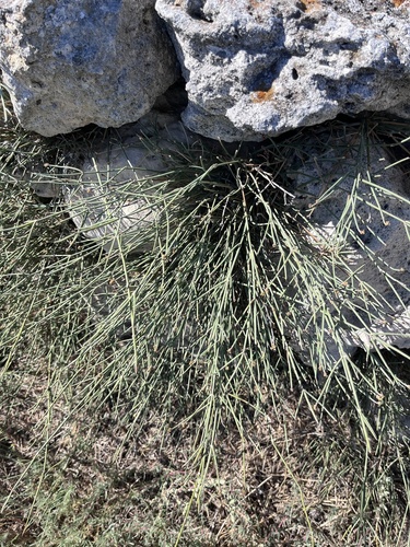 Ephedra distachya, photograph 6
