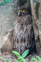 Ketupa zeylonensis