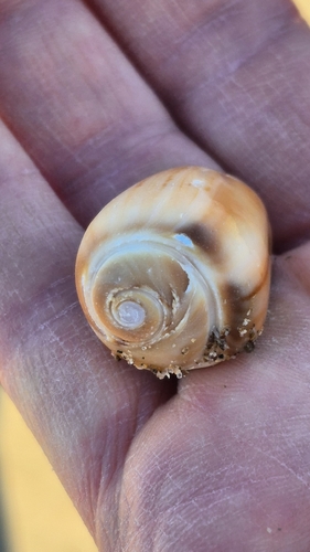 Olivancillaria urceus, 2026-09-08