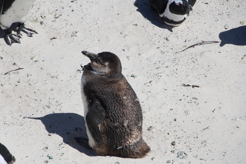 iNaturalist image