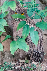 Ketupa zeylonensis