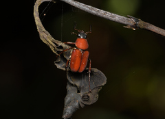 Paratrichius diversicolor