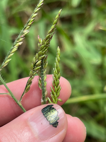 Urochloa mutica, photograph 2