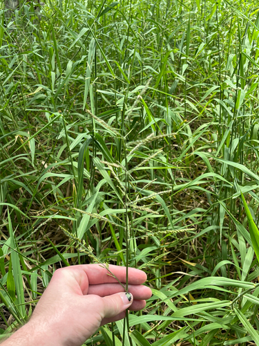 Urochloa mutica