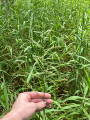 Urochloa mutica