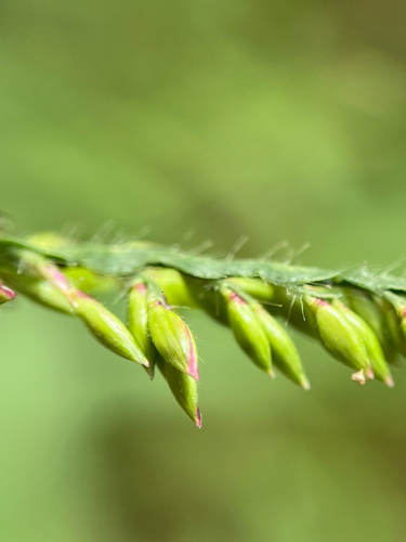 Urochloa mutica, photograph 3