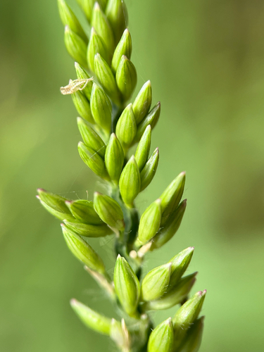 Urochloa mutica, photograph 4