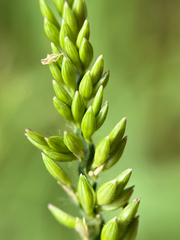 Urochloa mutica, photograph author not stated, no rights reserved