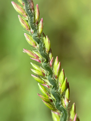 Urochloa mutica, photograph author not stated, no rights reserved