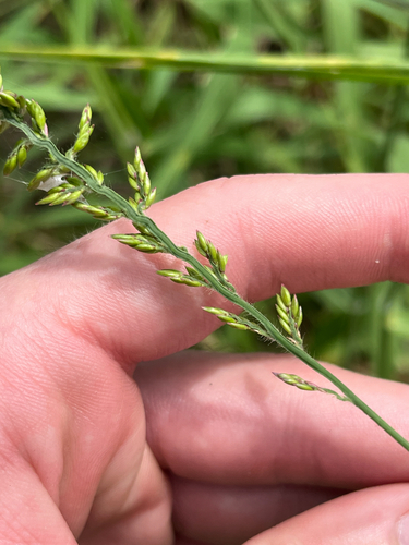 Urochloa mutica, photograph 6