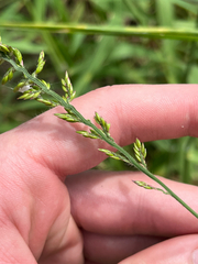 Urochloa mutica, photograph author not stated, no rights reserved