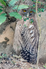 Ketupa zeylonensis