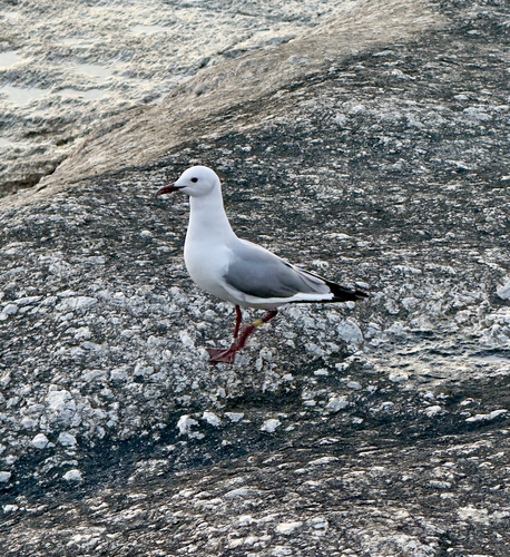 iNaturalist image