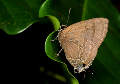 Rapala varuna formosana