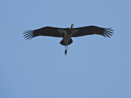 iNaturalist image