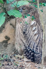 Ketupa zeylonensis