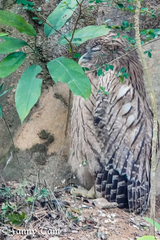 Ketupa zeylonensis