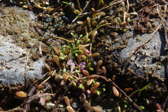 Glossostigma elatinoides