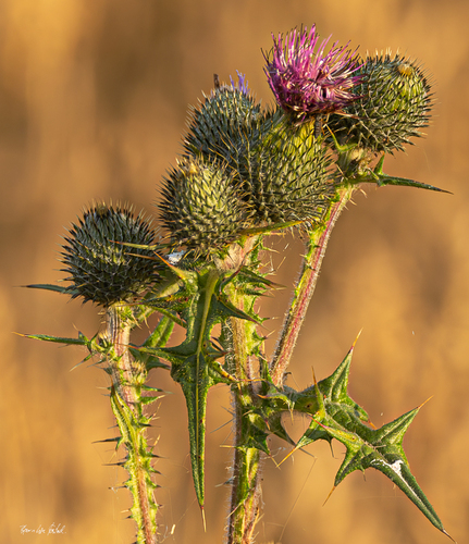 Bull Thistle