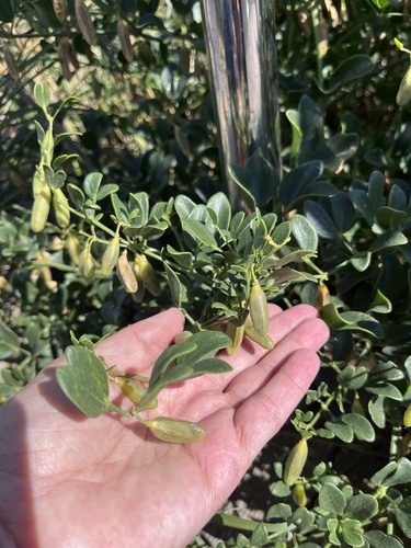 Zygophyllum fabago, photograph 4