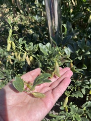 Zygophyllum fabago, photograph (c) Наталья Пикалова, some rights reserved (CC BY)