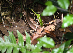 Sphenomorphus indicus