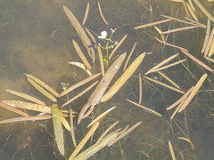 Sagittaria natans