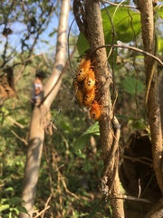 Sephina