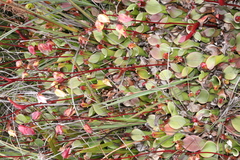 Heliamphora nutans
