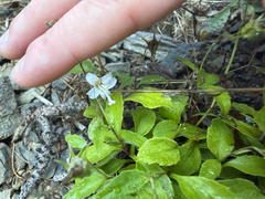 Campanula scouleri