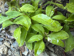 Campanula scouleri, photograph (c) tmax, some rights reserved (CC BY)