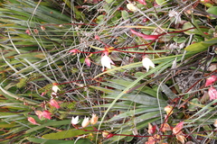 Heliamphora nutans
