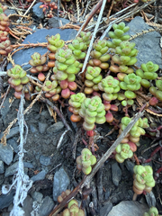 Sedum divergens