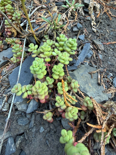 Sedum divergens, photograph 2