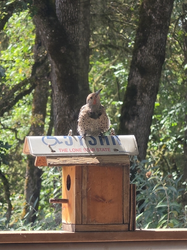 Northern Flicker