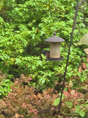 Spotted Towhee