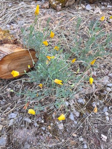 California poppy