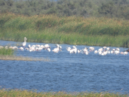 iNaturalist image