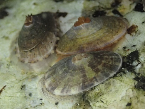 Fissurella mutabilis, 2026-09-08