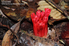 Etlingera