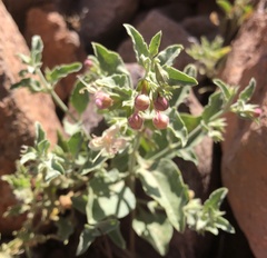 Tetraclea coulteri
