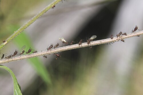 Uroleucon eupatoricolens
