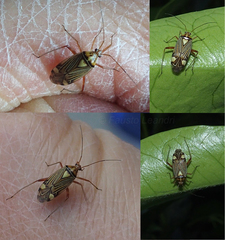 Rhabdomiris striatellus