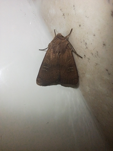 Square-spot Rustic